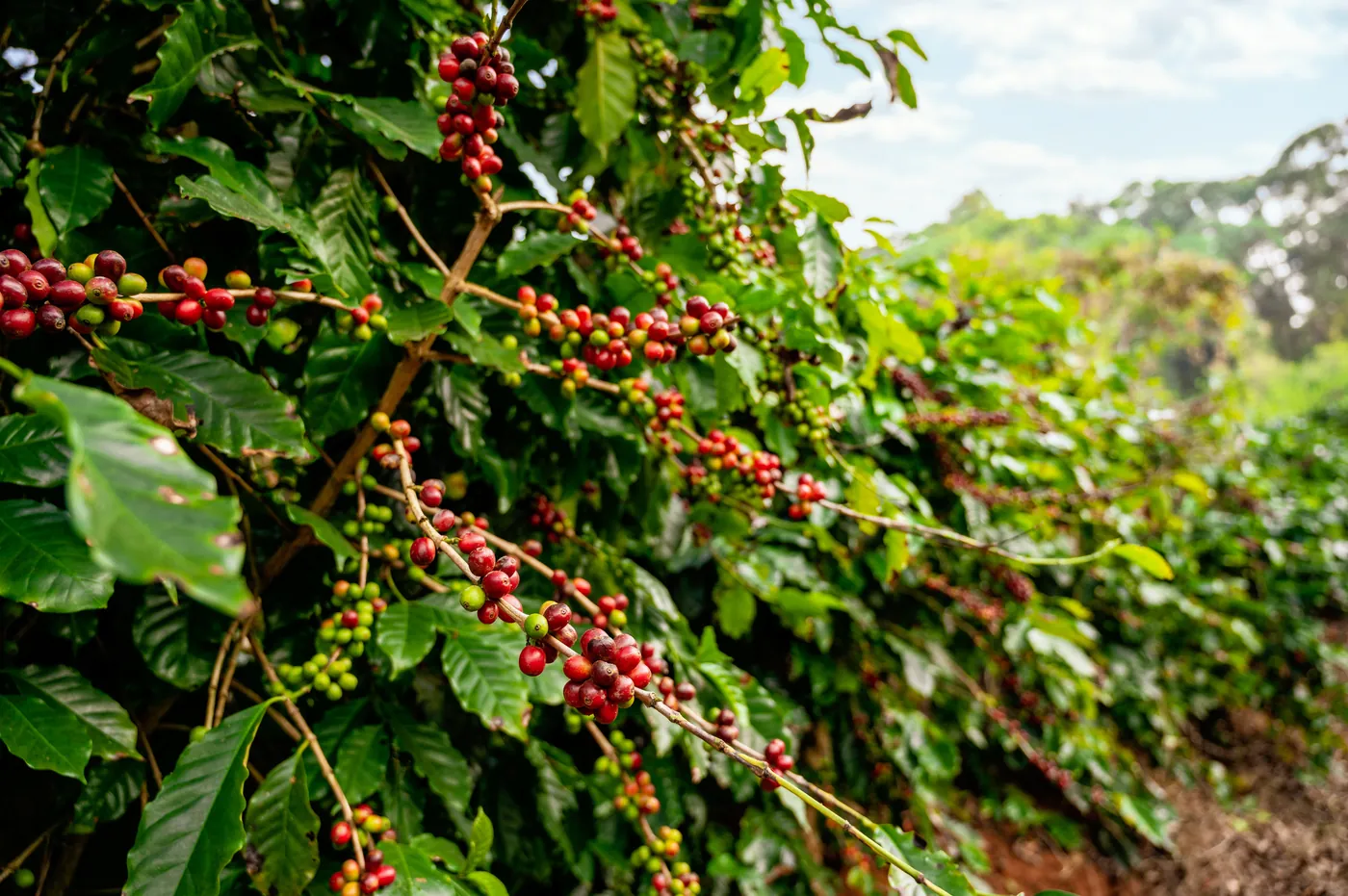 Biji kopi
